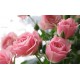 نبتة حديقة بذور زهرة الورد الوردي - 50 بذرة