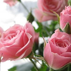 نبتة حديقة بذور زهرة الورد الوردي - 50 بذرة نبتة حديقة بذور زهرة الورد الوردي - 50 بذرة