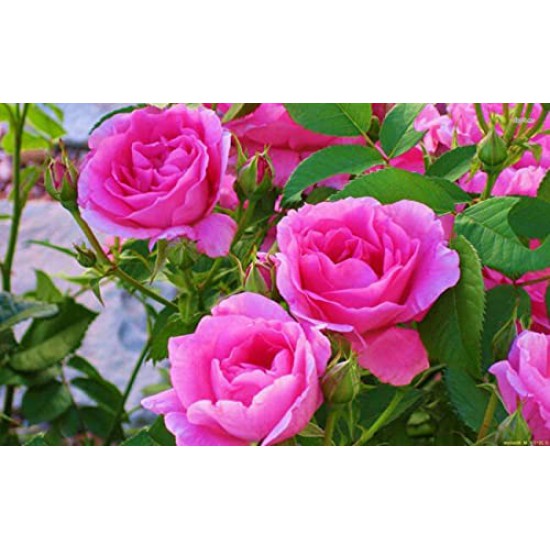 نبتة حديقة بذور زهرة الورد الوردي - 50 بذرة